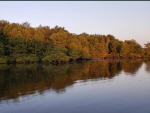 landscape lake louisiana