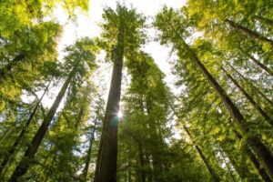 California Redwood Forest 
