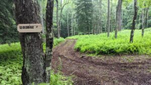 forest glamp site new york